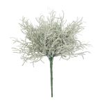 False santolina plant CHENJIA, spike, grey-white, 10"/25cm