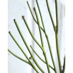 Artificial euphorbia BENEDETTO, green, 20"/50cm