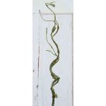 Plastic corkscrew willow branch TONY, green-brown, 30"/75cm