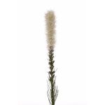 Fake liatris spicata MITSA, cream, 31"/80cm, Ø2"/5cm