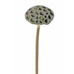 Silk lotus seed head JOHNTEN, brown, 26"/65cm, Ø4"/10cm