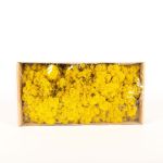 Genuine Icelandic moss SVEINBJÖRN, lemon yellow, 500g