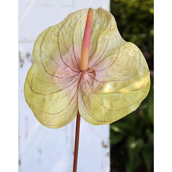 anthurium artificial light