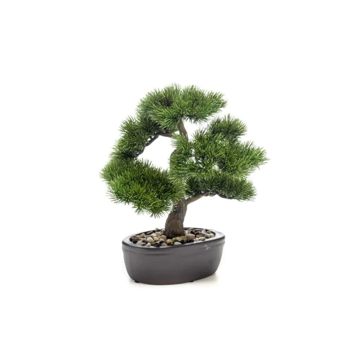 bubbel Riet daar ben ik het mee eens Plastic bonsai pine GALDOS in planter, 12"/30cm