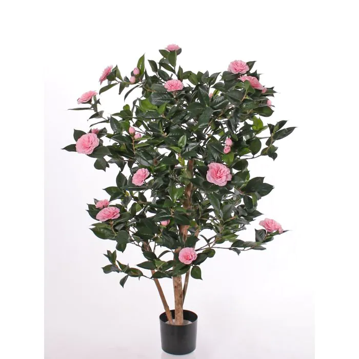 Japonica camellia Camellia japonica