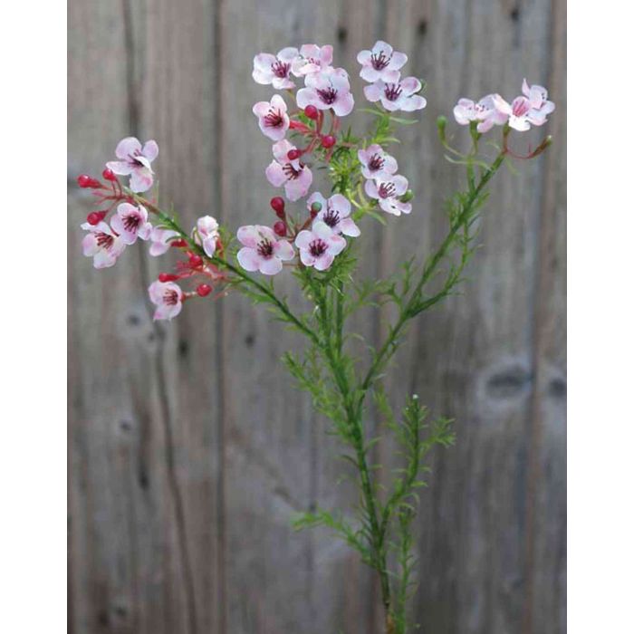 Wax Flower - Light Pink