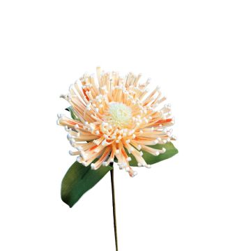 Plastic foam pincushion protea ISLARTINA, cream-apricot, 30"/75cm