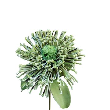 Plastic foam pincushion protea ISLARTINA, green-blue, 30"/75cm