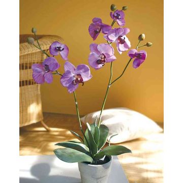 Plastic Phalaenopsis orchid RHIJANA, clay pot, light purple, 24"/60cm