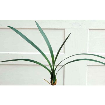 Artificial Cymbidium orchid leaves AURICA, aerial roots, 28"/70cm