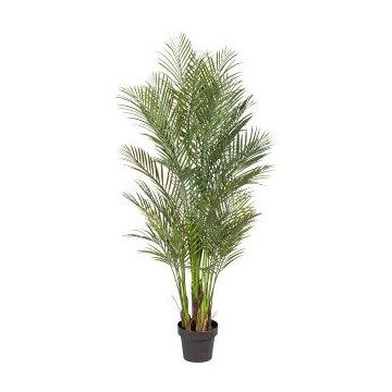 Decorative palm tree Areca URUBE in decorative pot, 5ft/160cm