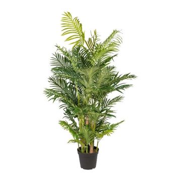 Decorative palm Areca HAZMI, 6ft/170cm