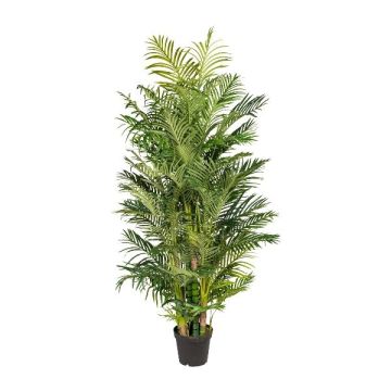 Decorative palm Areca HAZMI, 7ft/220cm