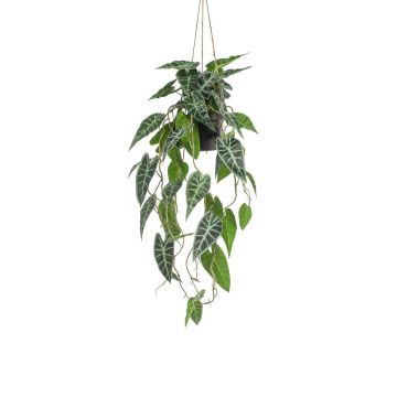 Decorative Alocasia Sanderiana hanging basket XEZOR, decorative pot, green-white, 31"/80cm