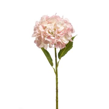 Decorative hydrangea LOVA, pale pink-cream, 20"/50cm