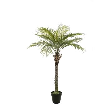 Artificial coconut palm BOLON, 7ft/220cm