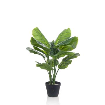 False Calathea Orbifolia CAPHOR, green-grey, 28"/70cm