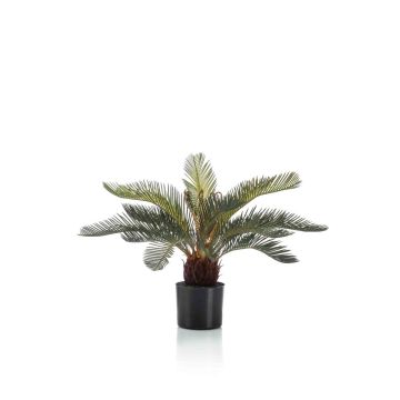 Decorative palm Cycas NEREO, 22"/55cm