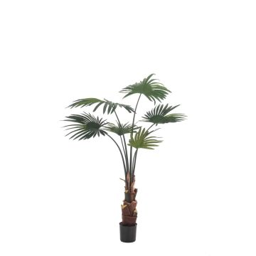 Decorative livistona rotundifolia SIRRAH, green, 4ft/110cm