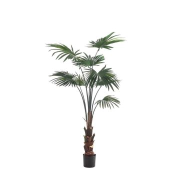 Decorative livistona rotundifolia SIRRAH, green, 5ft/150cm