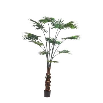 Decorative livistona rotundifolia SIRRAH, green, 6ft/180cm
