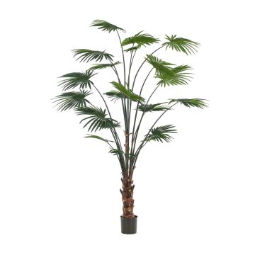 Decorative livistona rotundifolia SIRRAH, green, 8ft/240cm