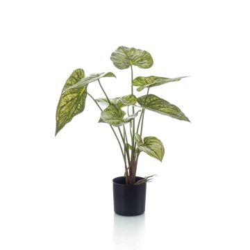 False caladium YAWAR with roots, green-yellow, 24"/60cm