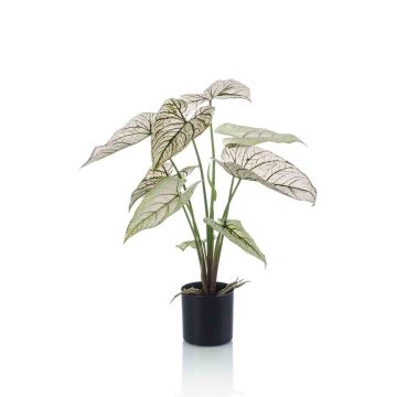 False Caladium YAWAR with roots, green-white, 24"/60cm