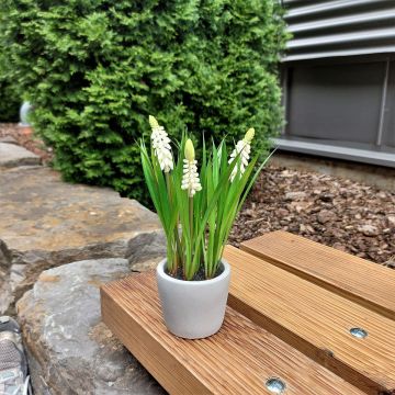 Artificial flower Grape hyacinth NARMADA in a cement pot, white, 8"/20cm