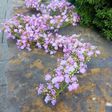 Artificial gypsophila garland LITAGO, pink-violet, 6ft/180cm