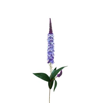 Decorative speedwell RUNHERDA, blue-purple, 30"/75cm