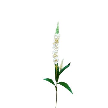 Decorative speedwell RUNHERDA, white, 30"/75cm