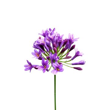 Plastic flower Agapanthus OMOLON, violet, 30"/75cm