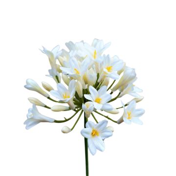 Plastic flower Agapanthus OMOLON, cream, 30"/75cm