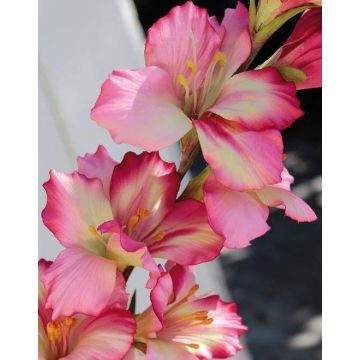 Plastic flower Gladiolus THEOPHORA, fuchsia-green, 4ft/110cm