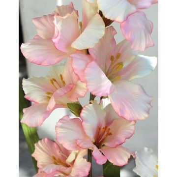 Plastic flower Gladiolus THEOPHORA, pink-cream, 4ft/110cm