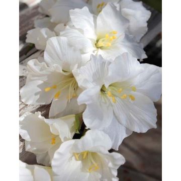 Plastic flower Gladiolus THEOPHORA, cream-white, 4ft/110cm