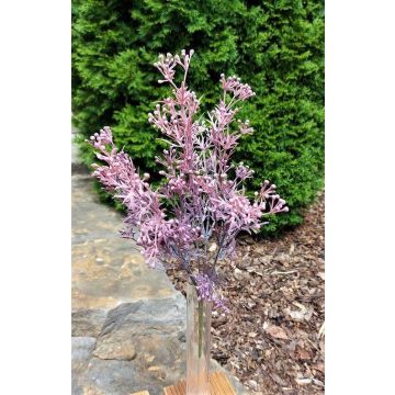 Decorative asparagus sprengeri MANTHASA with blossoms, spike, violet-pink, 14"/35cm