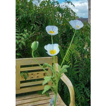 Artificial poppy branch OXANDRINE, cream-white, 24"/60cm