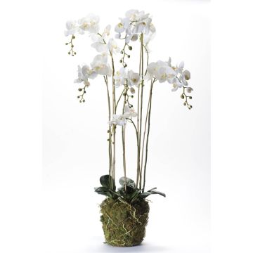 Silk phalaenopsis PABLA moss ball, white, 5ft/145cm, Ø4"-6"/10-15cm