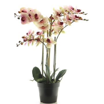 Artificial Phalaenopsis orchid CHENXU, pink-cream, 24"/60cm