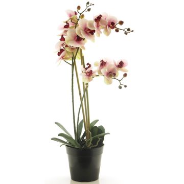 Artificial Phalaenopsis orchid CHENXU, pink-cream, 22"/55cm