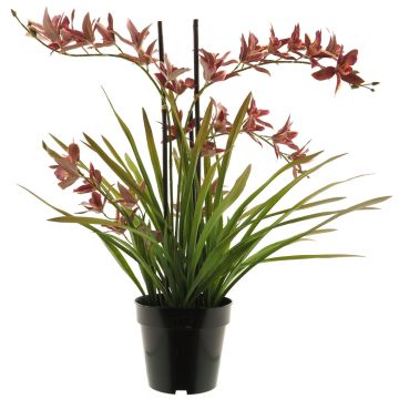 Artificial Cymbidum orchid XINGUI, dark red, 28"/70cm