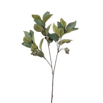 Decorative branch eucalyptus VIZIMIR with fruits, green, 31"/80cm