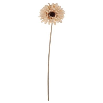 Plastic flower Gerbera TUNGUSKA, dry look, cream-beige, 20"/50cm