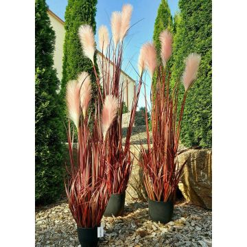 Decorative pampas grass WERNHILD with panicles, decorative pot, red-brown, 3ft/90cm