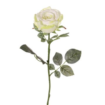 False rose HUSA, white-green, 30"/75cm, Ø4"/10cm