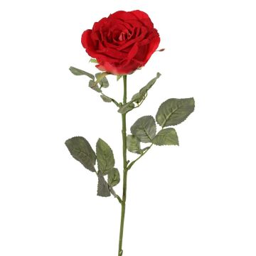 False rose HUSA, red, 30"/75cm, Ø4"/10cm