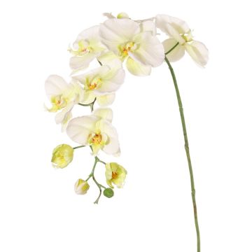 Decorative branch Phalaenopsis orchid WESA, white-green, 3ft/100cm