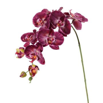 Decorative branch Phalaenopsis orchid WESA, dark violet-white, 3ft/100cm
